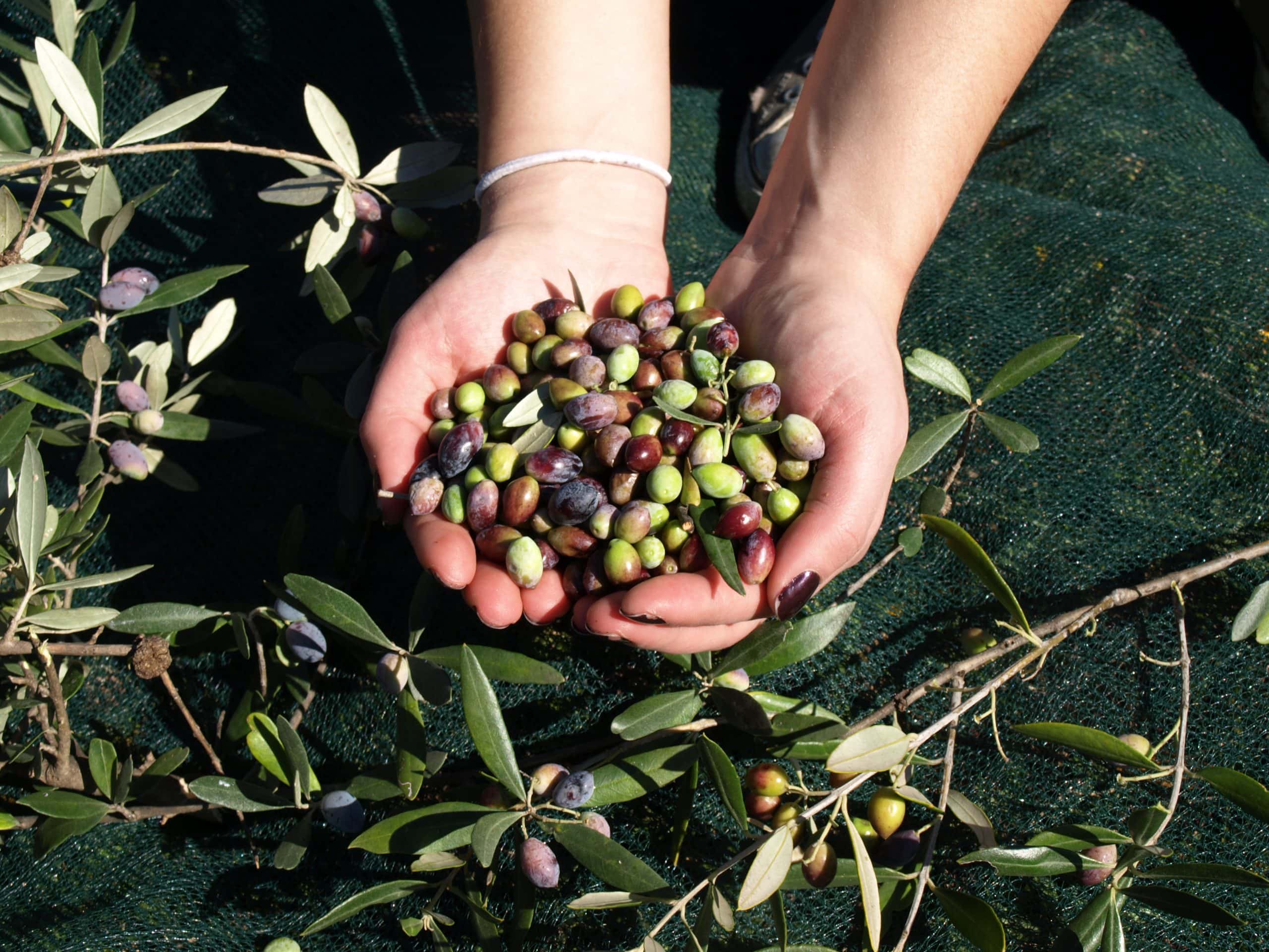 ARISTOS Natives Olivenöl Extra aus Trikorfo, 500 ml