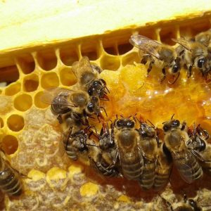 Bienen am Honig