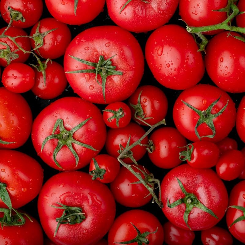 Griechische Bio Tomaten