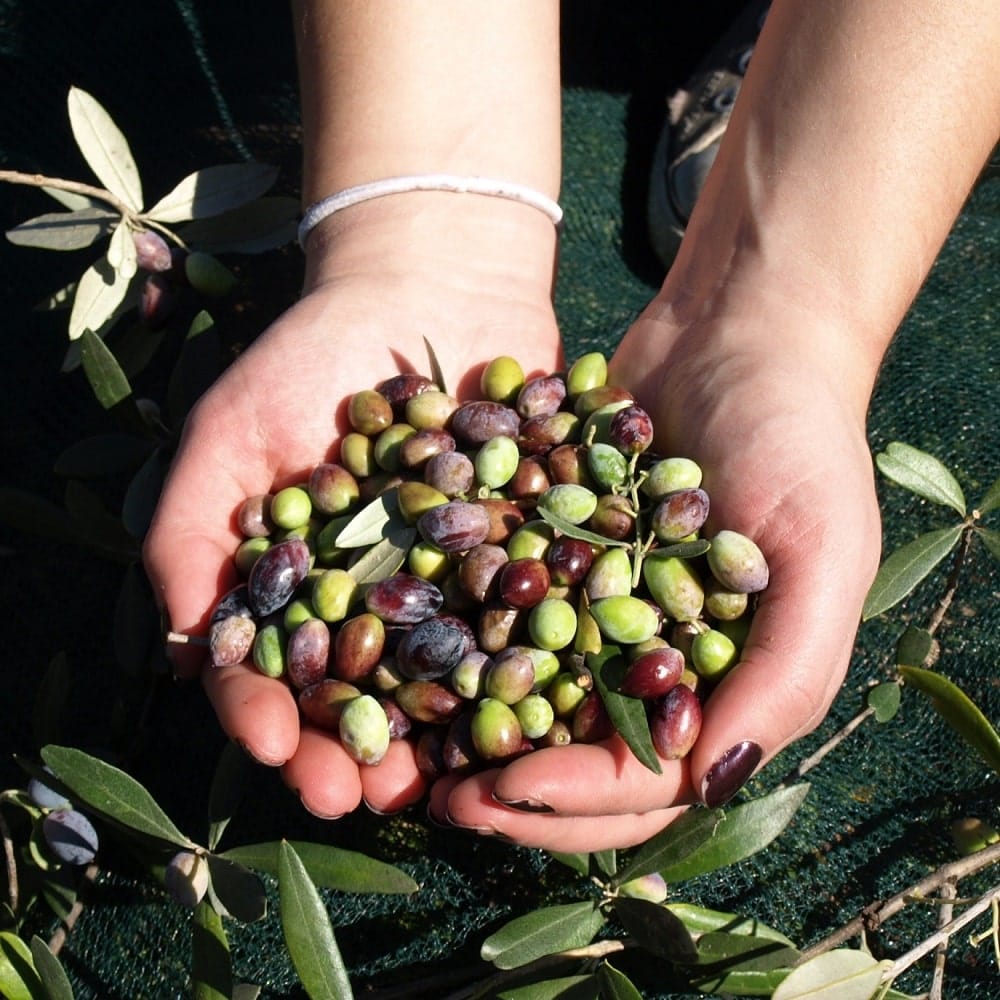 Koroneiki Oliven bei der Aristos Olivenöl Ernte