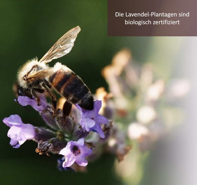 Lavendelplantage mit Biene